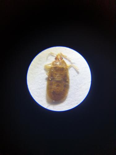 Lyctocoris campestris